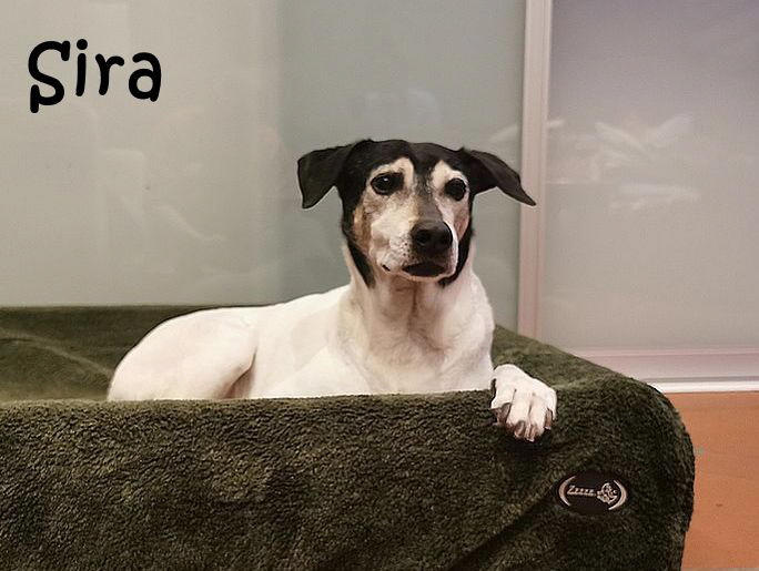 Sira_20251120_202524 Sira_20251120_202524