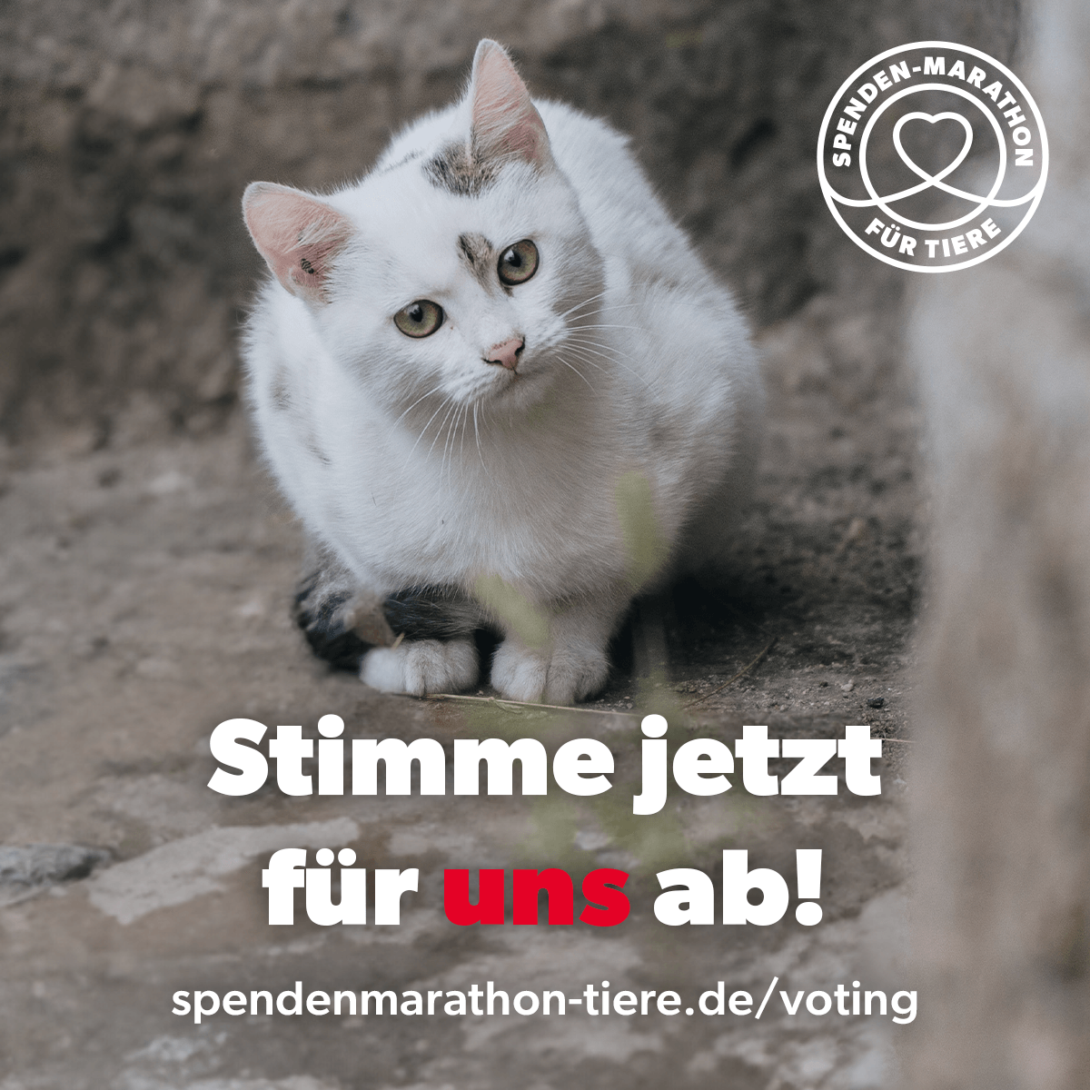 Spenden-Marathon-Facebook-Post-Katze