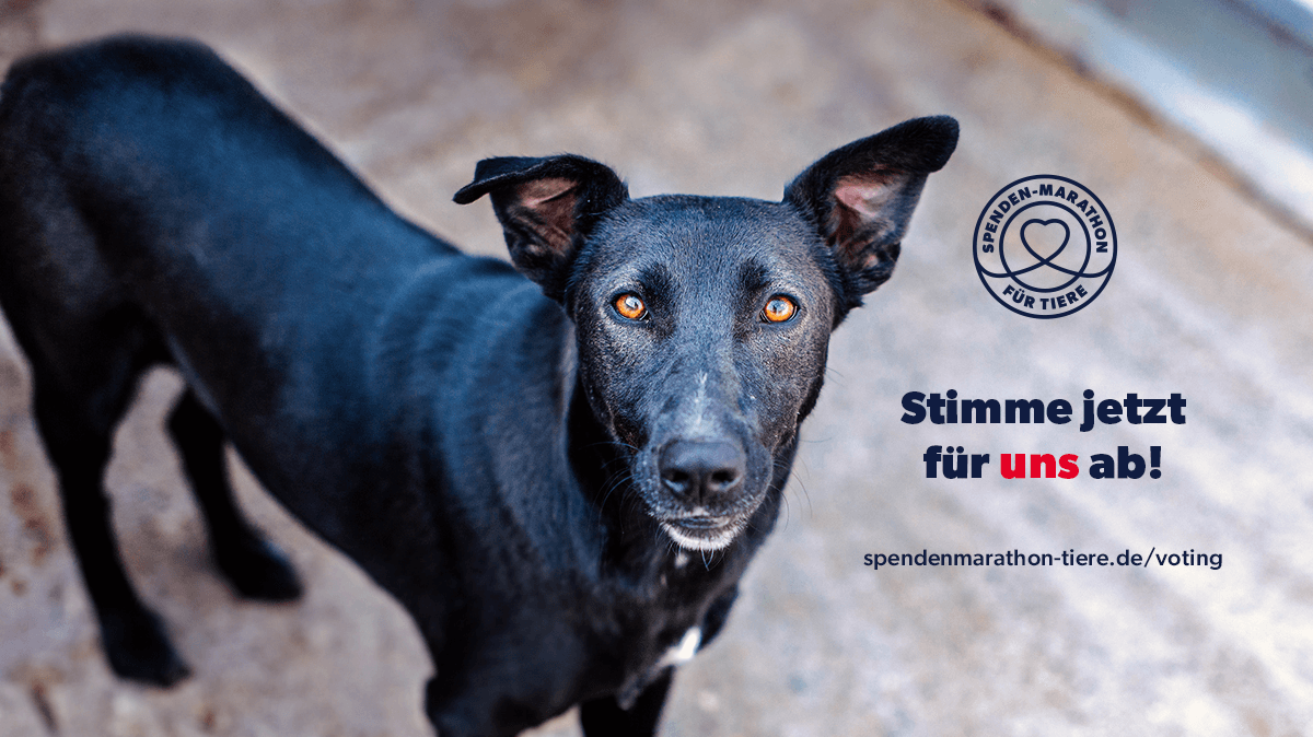 Spenden-Marathon-Facebook-Titelbild-Hund