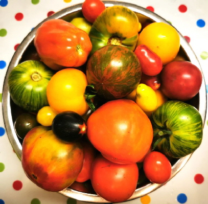 Tomaten_IMG_20230802_224324 Tomaten_IMG_20230802_224324