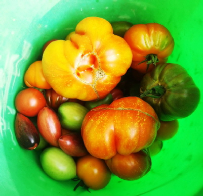 Tomaten_IMG_20240822_175306_1 Tomaten_IMG_20240822_175306_1