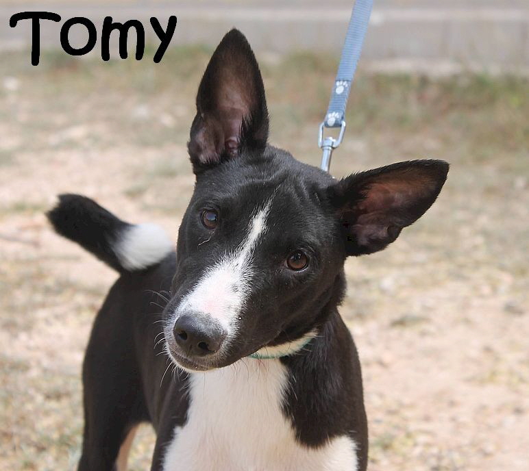 Tomy_450_mN
