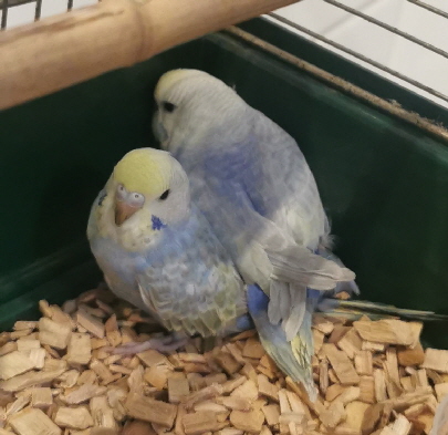 Wellensittiche Wellensittiche