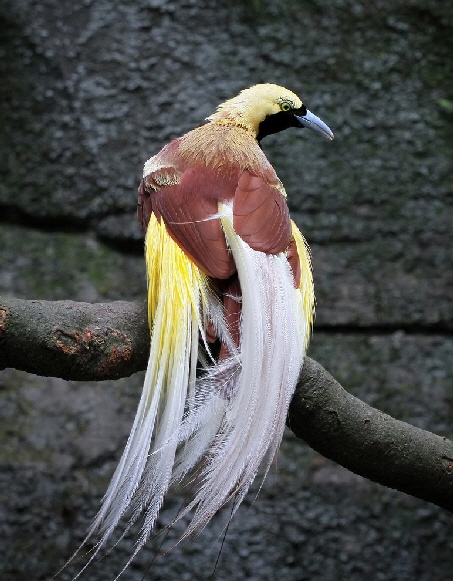beatiful-bird-paradise-branch-cendrawasih-bird beatiful-bird-paradise-branch-cendrawasih-bird