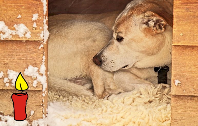 dog-3375363_1280