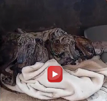 dreiGalgos12_preview