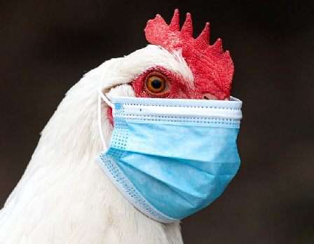 huhn-mit-maske huhn-mit-maske