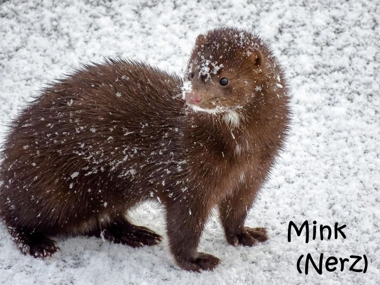 mink-7614407_1280