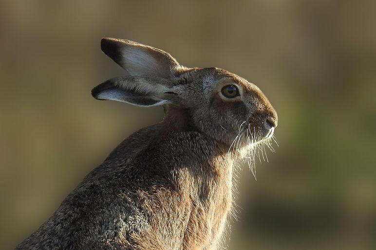 rabbit-7666603_1280