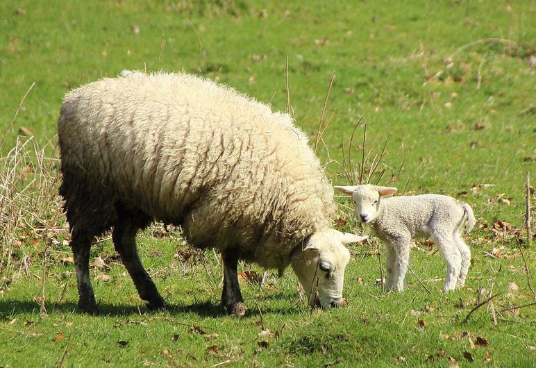 sheep-708495_1280