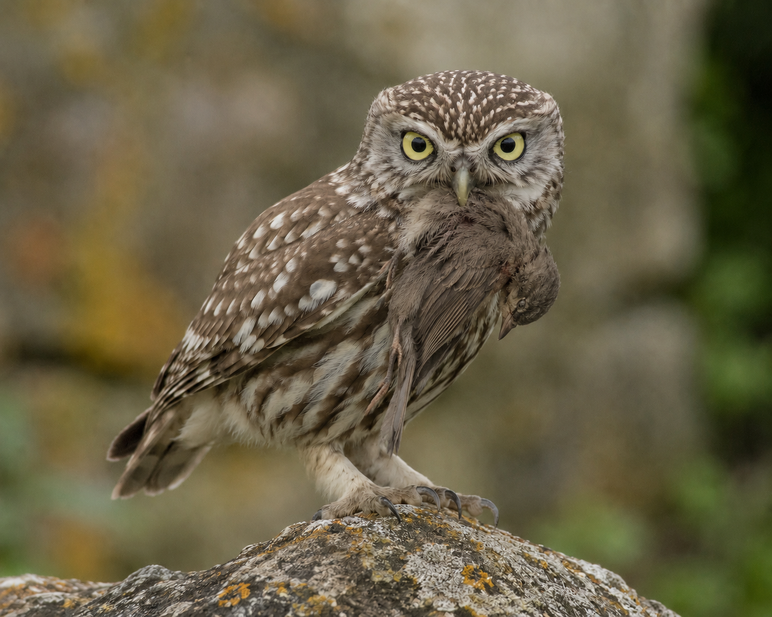steinkauz-vogel steinkauz-vogel