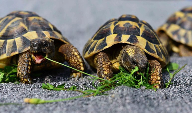 turtles-3613293_1280