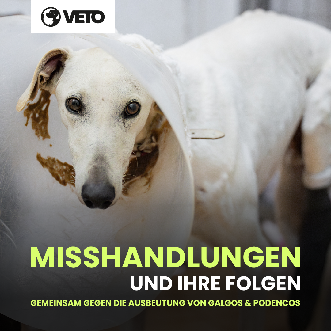 veto-jagdhunde-unterstuetzermaterial-socialmedia-facebook-medizin