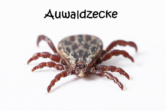 zecke-auwaldzecke