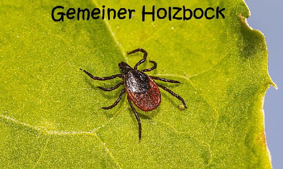 zecke-gem-holzbock